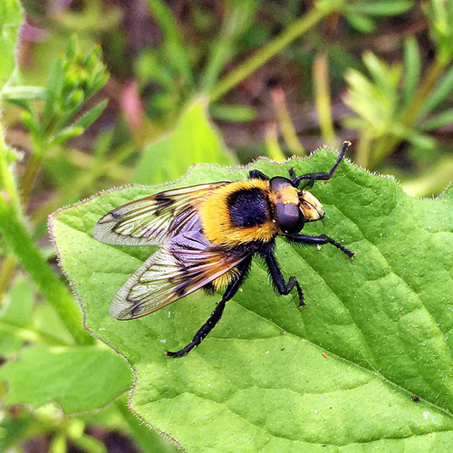 Bumble Bee Hover Fly photo 4