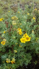 Dasiphora parvifolia