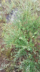 Spiraea aquilegifolia