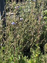 Cichorium intybus