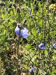 Cichorium intybus