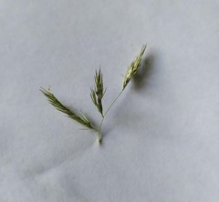 Calamagrostis epigejos