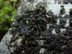 Lathagrium fuscovirens