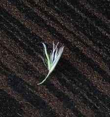 Calamagrostis epigejos