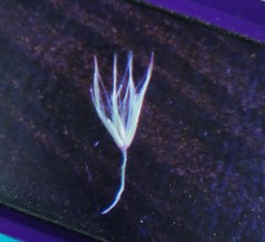 Calamagrostis epigejos