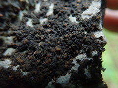 Fuscopannaria pacifica