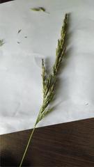 Calamagrostis epigejos