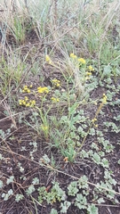Bupleurum scorzonerifolium
