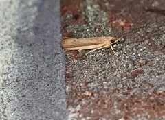 Peoria roseotinctella