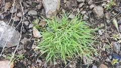 Cleistogenes squarrosa