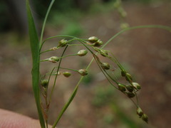 Luzula parviflora fastigiata