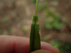 Luzula parviflora fastigiata