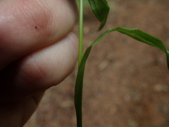 Luzula parviflora fastigiata