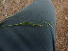 Luzula parviflora fastigiata