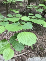 Euptelea polyandra