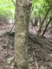 Euptelea polyandra