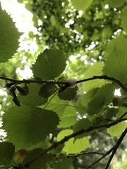 Euptelea polyandra