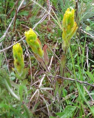 Castilleja levisecta