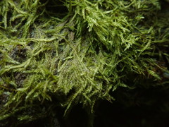 Plagiothecium piliferum