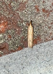 Peoria roseotinctella