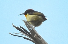 Myzomela jugularis