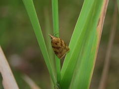 Sparganothis pilleriana