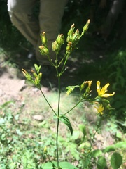 Hypericum montanum