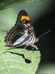 Adelpha iphiclus iphiclus