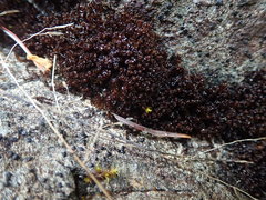 Marsupella emarginata