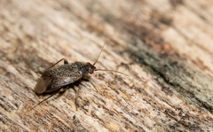 Phoenicocoris obscurellus