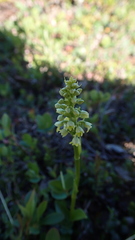 Pseudorchis straminea
