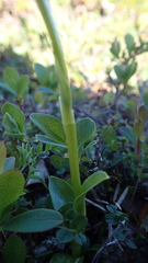 Pseudorchis straminea