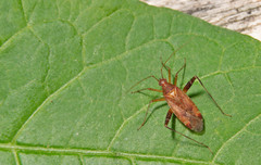 Phytocoris ulmi