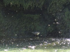 Cinclus cinclus aquaticus