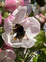 Bombus soroeensis