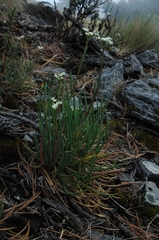 Ottoa oenanthoides