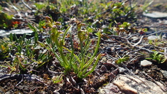 Chamorchis alpina