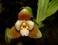 Lycaste dowiana