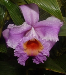Sobralia warszewiczii