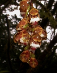 Leochilus leochilinus