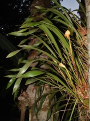 Maxillaria egertoniana