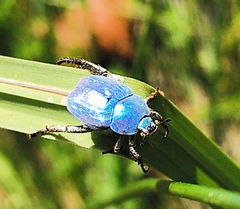 Hoplia coerulea