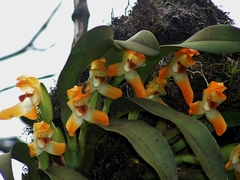 Maxillaria mombachoensis
