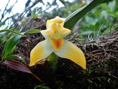 Maxillaria mombachoensis