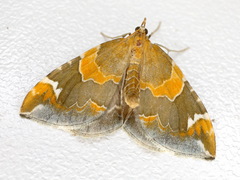 Eulithis pyropata