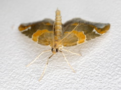 Eulithis pyropata