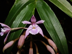 Epidendrum pansamalae
