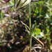Nodding Campion - Photo (c) fjellrunner, some rights reserved (CC BY-NC), uploaded by fjellrunner