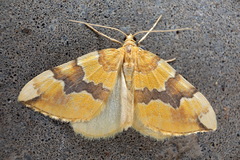 Cidaria fulvata