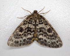 Arichanna melanaria